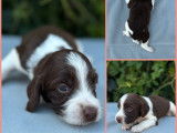 7 chiots Springers Anglais LOF à réserver