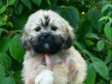 Des chiots Lhassa Apso LOF disponibles à la vente
