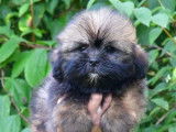 Des chiots Lhassa Apso LOF disponibles à la vente