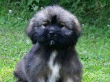 Des chiots Lhassa Apso LOF disponibles à la vente