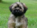 Des chiots Lhassa Apso LOF disponibles à la vente