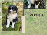 À vendre 3 chiots Bergers Australiens LOF noir tricolore