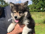 Chiot femelle Finnois de Laponie à vendre (LOF)