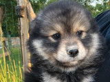 Chiot femelle Finnois de Laponie à vendre (LOF)