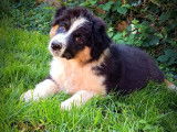 À vendre 1 chiot Berger Australien mâle noir tricolore LOF