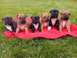 6 chiots Staffordshire Bull Terrier LOF disponibles à la réservation