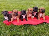 6 chiots Staffordshire Bull Terrier LOF disponibles à la réservation