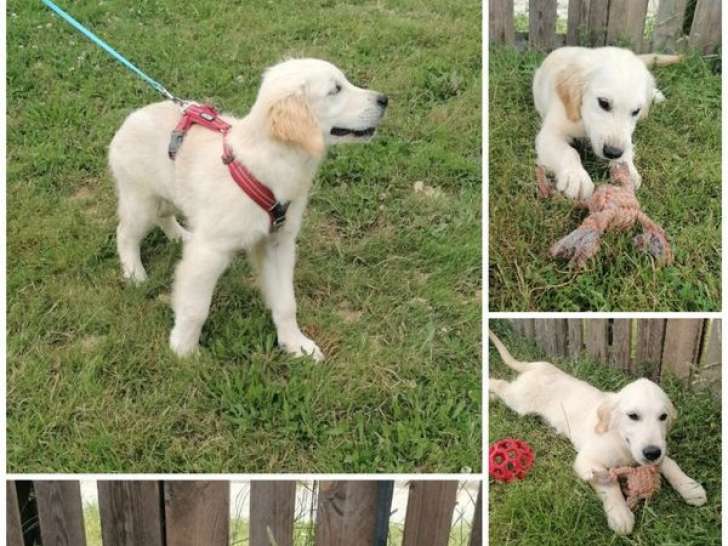 Des chiots mâles Golden Retrievers LOF à vendre