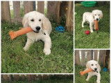 Des chiots mâles Golden Retrievers LOF à vendre