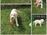 Des chiots mâles Golden Retrievers LOF à vendre
