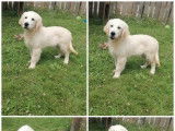 Des chiots mâles Golden Retrievers LOF à vendre