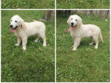 Des chiots mâles Golden Retrievers LOF à vendre
