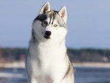 Husky Siberien LOF multi champion disponible pour saillie