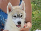 Chiots Husky Siberien LOF à vendrre