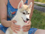 Chiots Husky Siberien LOF à vendrre