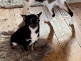 Chienne adulte Chihuahua d’un an LOF disponible à la vente