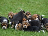 11 chiots Beagles LOF disponibles à la réservation