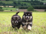 Un chiot Finnois de Laponie m&acirc;le &agrave; vendre (LOF)