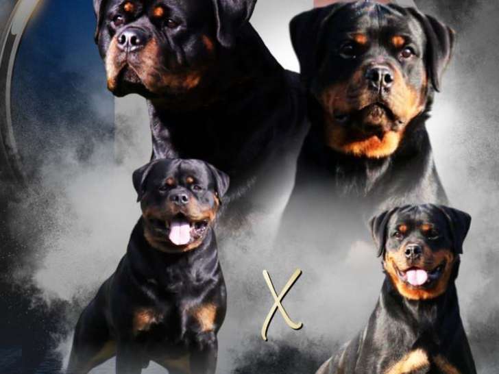 Chiots rottweiler LOF à réserver