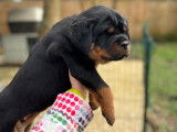 Chiots rottweiler LOF à réserver