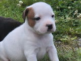 7 chiots Staffordshire Bull Terriers LOF disponibles à la réservation