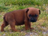 7 chiots Staffordshire Bull Terriers LOF disponibles à la réservation