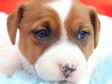 10 chiots Jack Russel Terriers LOF disponibles à la vente