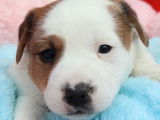 10 chiots Jack Russel Terriers LOF disponibles à la vente