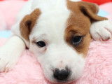 10 chiots Jack Russel Terriers LOF disponibles à la vente