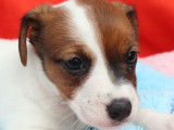 10 chiots Jack Russel Terriers LOF disponibles à la vente