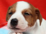 10 chiots Jack Russel Terriers LOF disponibles à la vente