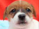 10 chiots Jack Russel Terriers LOF disponibles à la vente