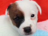 10 chiots Jack Russel Terriers LOF disponibles à la vente