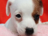 10 chiots Jack Russel Terriers LOF disponibles à la vente