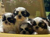 Des chiots Shih Tzu LOF &agrave; r&eacute;server
