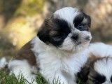 Des chiots Shih Tzu LOF &agrave; r&eacute;server