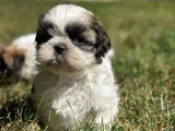 Des chiots Shih Tzu LOF &agrave; r&eacute;server