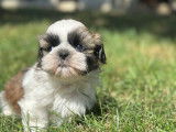 Des chiots Shih Tzu LOF &agrave; r&eacute;server