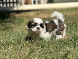 Des chiots Shih Tzu LOF &agrave; r&eacute;server