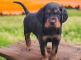 5 chiots Setters Gordon m&acirc;les LOF &agrave; r&eacute;server