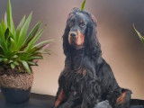 5 chiots Setters Gordon m&acirc;les LOF &agrave; r&eacute;server