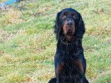 5 chiots Setters Gordon m&acirc;les LOF &agrave; r&eacute;server