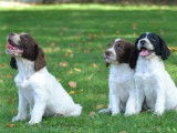 5 chiots English Springers Spaniel à réserver (LOF)