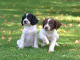 5 chiots English Springers Spaniel à réserver (LOF)