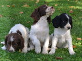 5 chiots English Springers Spaniel à réserver (LOF)