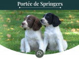 5 chiots English Springers Spaniel à réserver (LOF)