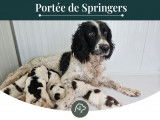 5 chiots English Springers Spaniel à réserver (LOF)