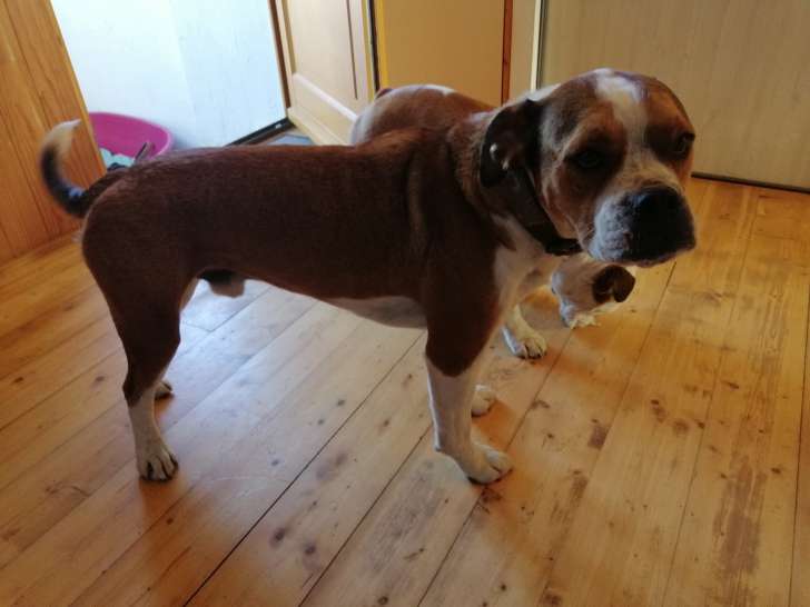 Donne chien très affectueux