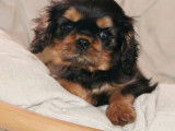 4 chiots mâles Cavalier King Charles LOF à réserver