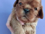 4 chiots mâles Cavalier King Charles LOF à réserver